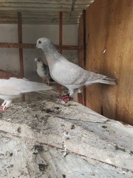 chitta lalband Kasni Male pigeon Kabutar kabotar  kabootar 1