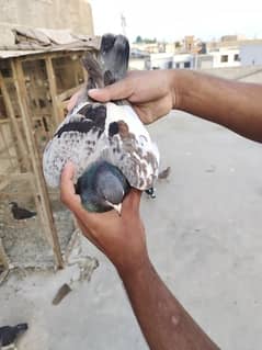 Guliyar khal Chap Male pigeon kabotar Kabutar kabootar 0