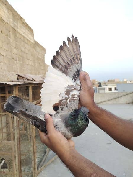 Guliyar khal Chap Male pigeon kabotar Kabutar kabootar 1