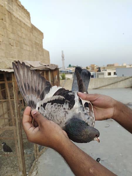 Guliyar khal Chap Male pigeon kabotar Kabutar kabootar 2