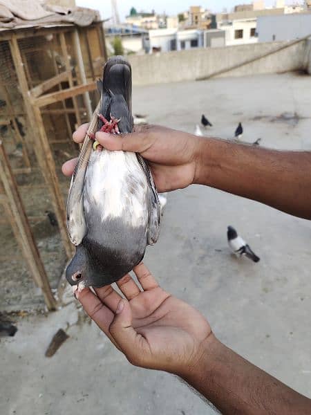 Guliyar khal Chap Male pigeon kabotar Kabutar kabootar 3