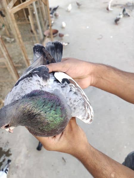 Guliyar khal Chap Male pigeon kabotar Kabutar kabootar 5