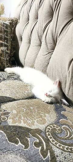 2 month old Persian kitten full white litter trained playful