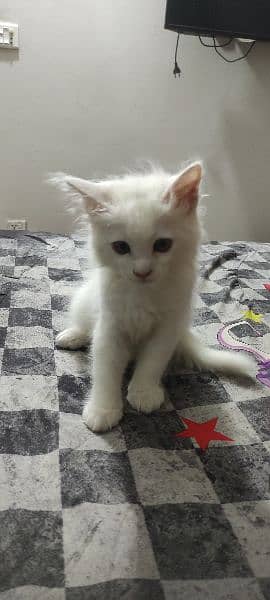 2 month old Persian kitten full white litter trained playful 1