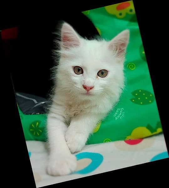 2 month old Persian kitten full white litter trained playful 2