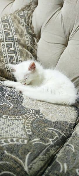 2 month old Persian kitten full white litter trained playful 3