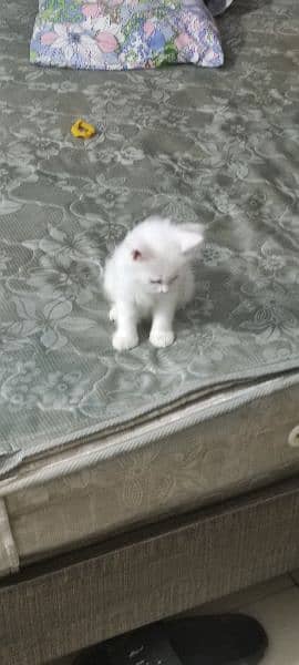 2 month old Persian kitten full white litter trained playful 4