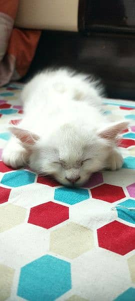 2 month old Persian kitten full white litter trained playful 5