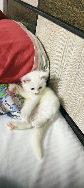 2 month old Persian kitten full white litter trained playful 6