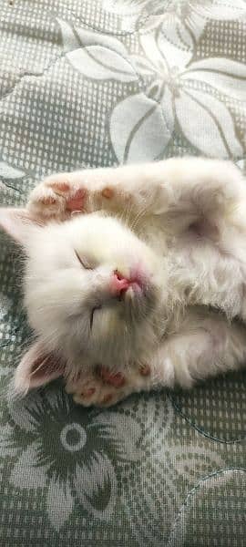 2 month old Persian kitten full white litter trained playful 7