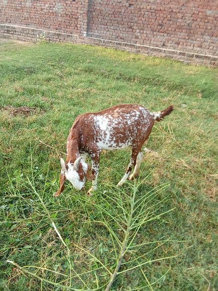 cross goat for sale. 1