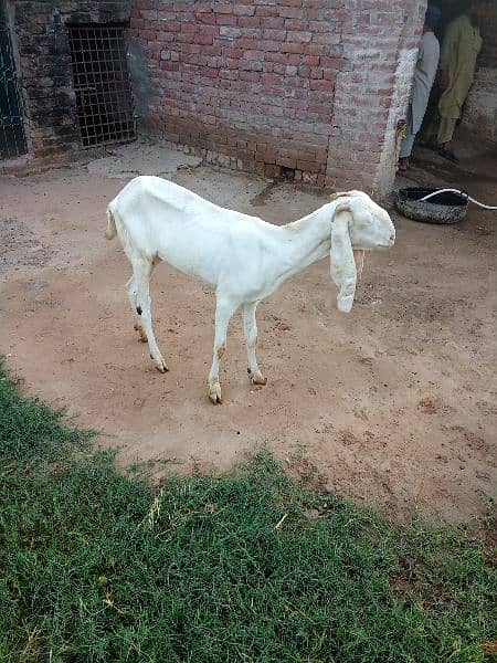 cross goat for sale. 2