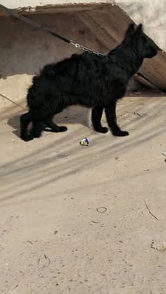 Black German shepherd Female pup (0/3/2/3-8/3/3/8/4/9/5)