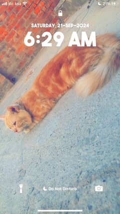 catsss