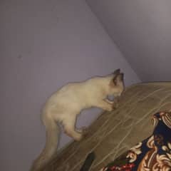 baby cat female 1 month