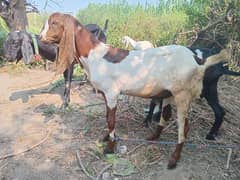 Bakra For Sale