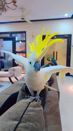 Triton cockatoo