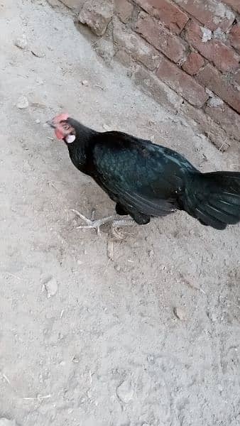 aseel Desi patha or kurak murgi hens egg dy kr kurak Hogi ha add dekhl 2