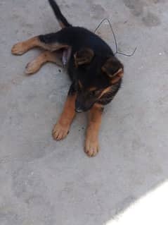 German shepherd dog for sale 0321/720/1763