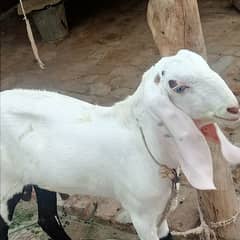 BAKRA