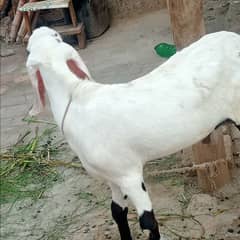 BAKRA