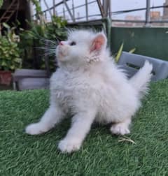 Pure Persian Kitten