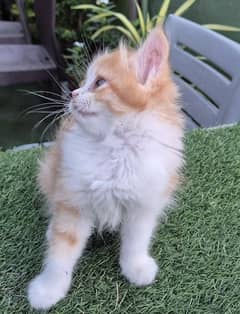 Triple coat Persian Kitten