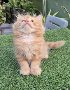 Ginger Fluffy Pure Persian,Kitten Persian cat| piki face kittens