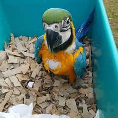 blue gold chicks macaw parrot age 4 month for sale 0331/4056/123