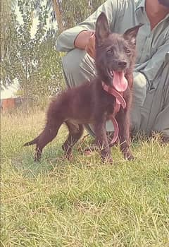 black German Shepherd double coat Mail family dog 3 month for sale