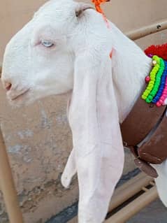 Beautiful pure white gulabi  female goat,goat for sale