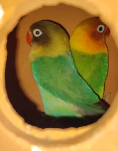 2 pairs or lovebirds 5