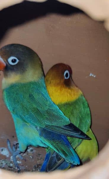 2 pairs or lovebirds 7