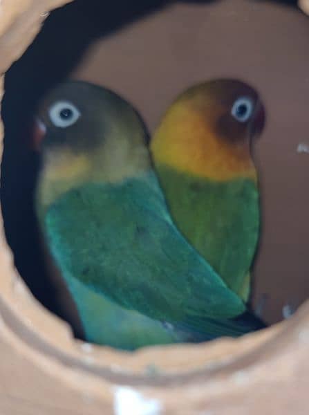 2 pairs or lovebirds 11