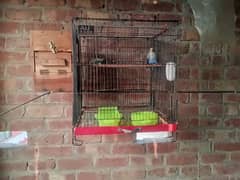 5 pair hain love birds + 1 female of albino black eye with cage nd box