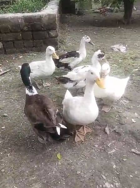 Pekin ducks and desi ducks set avaliable 2