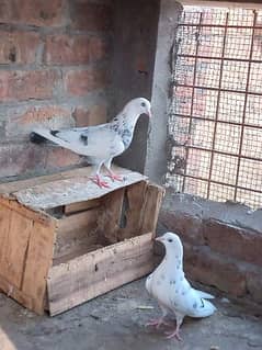 white fancy pigeon pair for sale.