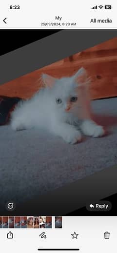 persian cat for sale