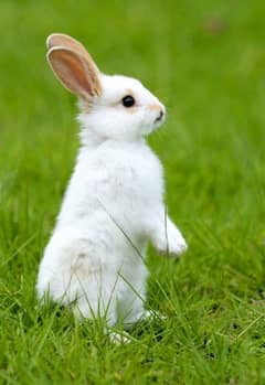 cheap price active rabbits