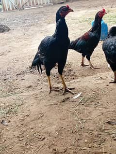 quality aseel chicks or murgy for sale Whatsapp nmbr 03013964966