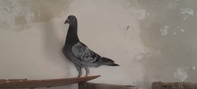 qasid pigeon male