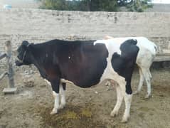 cow for sale