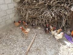 Desi hens for sale 1600 0