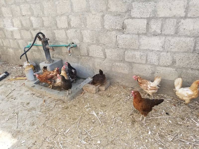 Desi hens for sale 1600 1