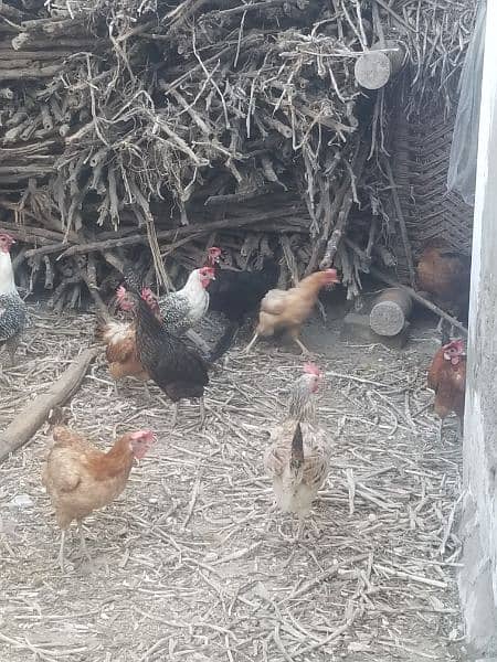 Desi hens for sale 1600 2