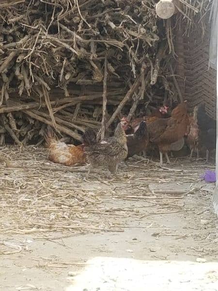 Desi hens for sale 1600 3