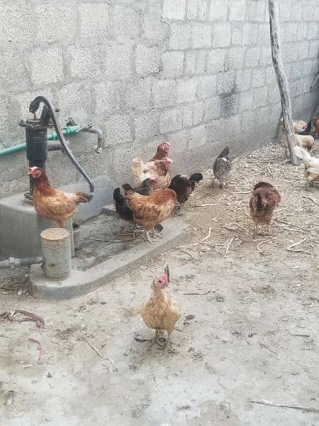 Desi hens for sale 1600 4