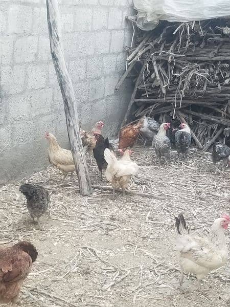 Desi hens for sale 1600 5