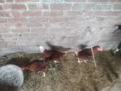 3 murghay for sale 1800 per murgha