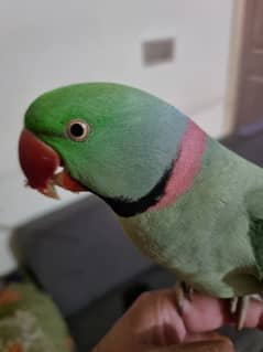 Raw parrot